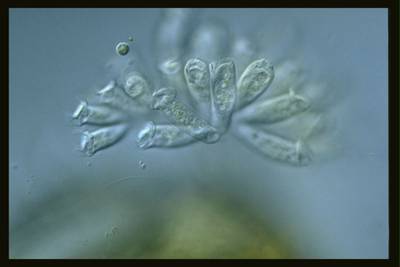 Sample image from EMDS-6