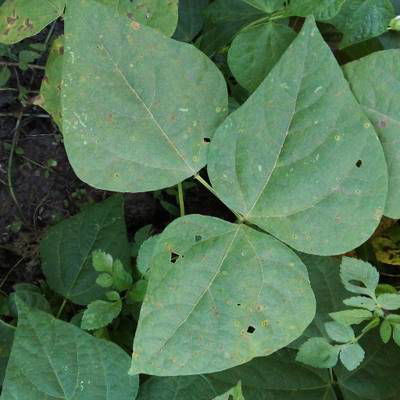 Sample image from Makerere University Beans