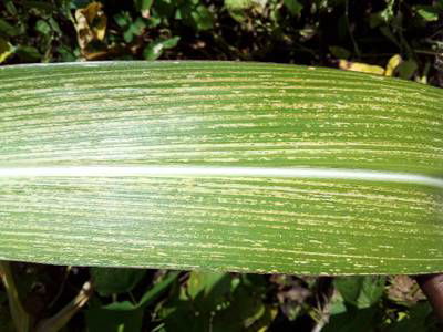 Sample image from Makerere University Maize