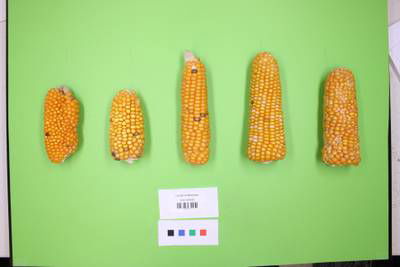 Sample image from Maize Cobs