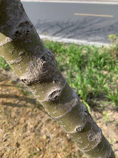 Sample image from Urban Street: Trunk