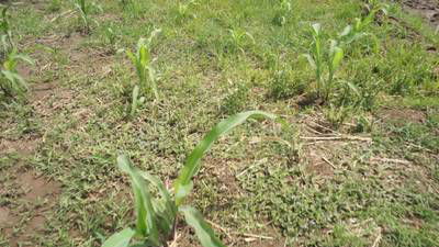 Sample image from Maize-Weed Image