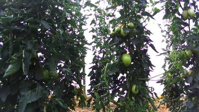 Sample image from AgRobTomato Dataset