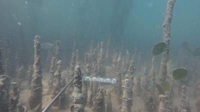 Sample image from DeepFish