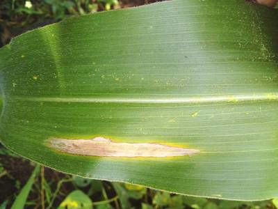 Sample image from Makerere University Maize