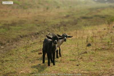 Sample image from Goat Image