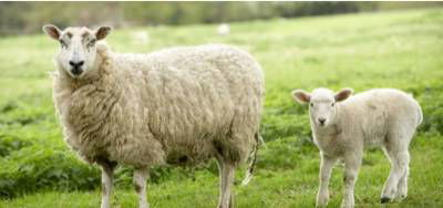 Sample image from Sheep Detection