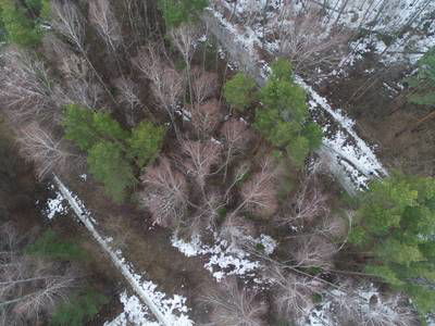Sample image from LADD: Lacmus Drone Dataset