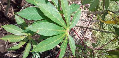 Sample image from Makerere University Cassava