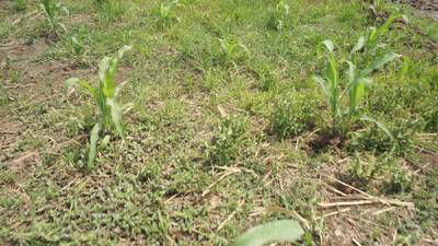 Sample image from Maize-Weed Image