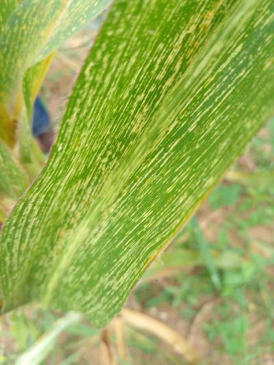 Sample image from KaraAgro AI Maize