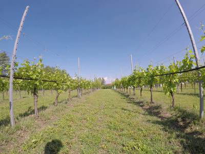 Sample image from Vineyard Rows