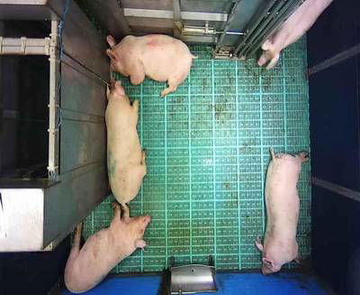 Sample image from Automatic Monitoring of Pigs