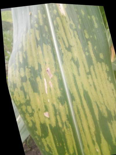 Sample image from KaraAgro AI Maize