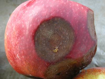 Sample image from Disease Detection in Fruit Images