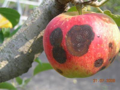 Sample image from Disease Detection in Fruit Images