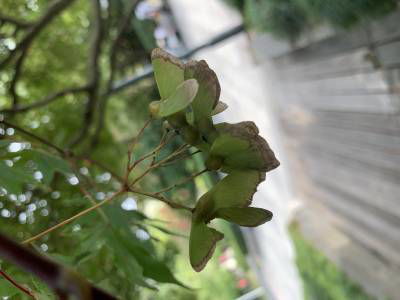 Sample image from Urban Street: Fruit Classification