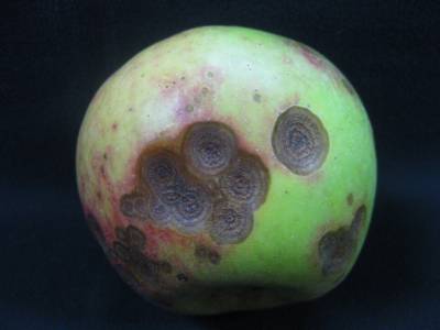 Sample image from Disease Detection in Fruit Images