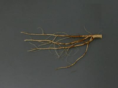 Sample image from Alfalfa Roots