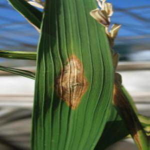 Sample image from Rice Disease