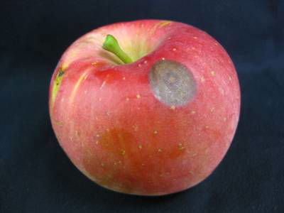 Sample image from Disease Detection in Fruit Images