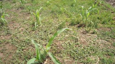 Sample image from Maize-Weed Image