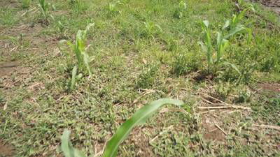 Sample image from Maize-Weed Image