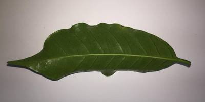 Sample image from Coffee Leaf Biotic Stress