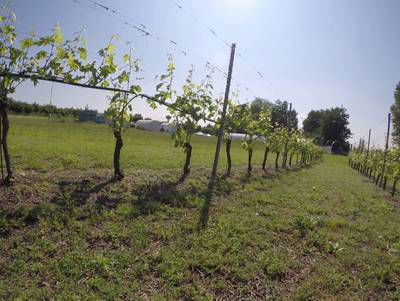 Sample image from Vineyard Rows