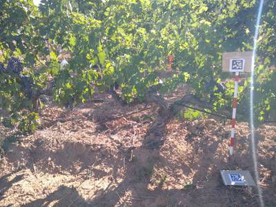 Sample image from AI4Agriculture Grape Dataset