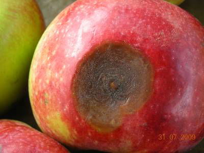 Sample image from Disease Detection in Fruit Images