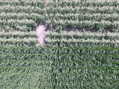 Sample image from Maize Tassel Detection