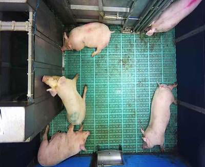 Sample image from Automatic Monitoring of Pigs