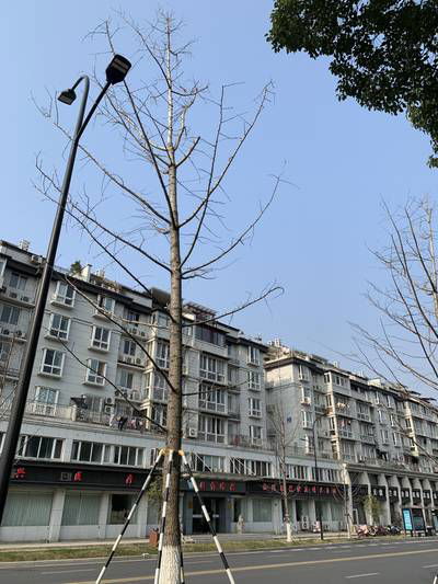 Sample image from Urban Street: Branch