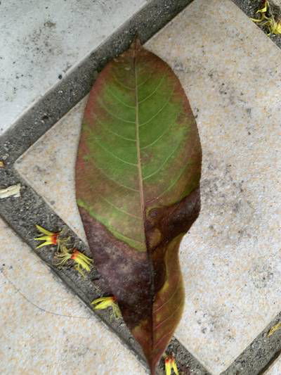 Sample image from Urban Street: Leaf