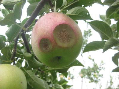 Sample image from Disease Detection in Fruit Images