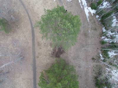 Sample image from LADD: Lacmus Drone Dataset