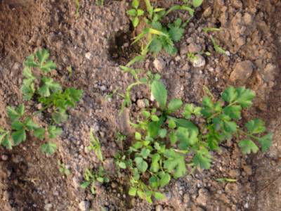 Sample image from Carrot-Weed