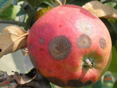 Sample image from Disease Detection in Fruit Images