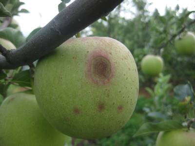 Sample image from Disease Detection in Fruit Images