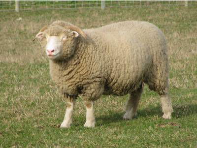 Sample image from Sheep Detection