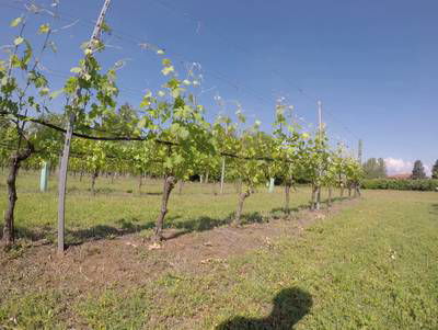 Sample image from Vineyard Rows