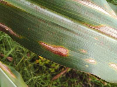 Sample image from Makerere University Maize