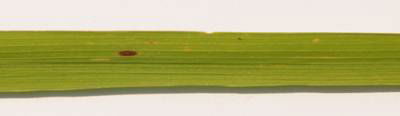 Sample image from Rice Disease