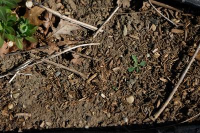 Sample image from Perrenial Plants Detection