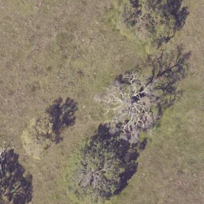 Sample image from NeonTreeEvaluation: RGB