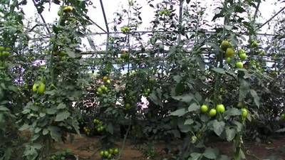 Sample image from AgRobTomato Dataset