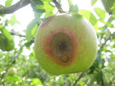 Sample image from Disease Detection in Fruit Images
