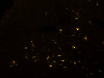 Sample image from Fluorescent Neuronal Cells