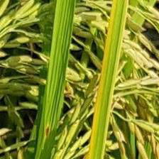 Sample image from Rice Disease